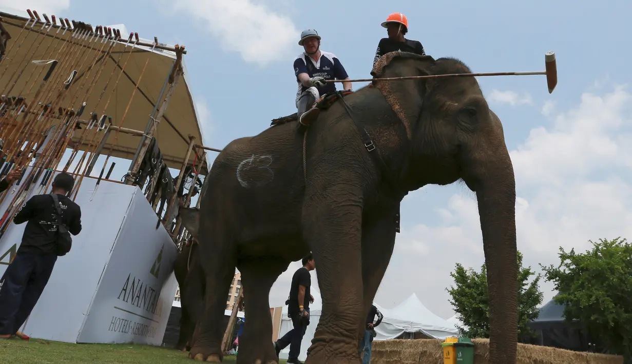Seorang pemain Polo menunggang gajah didampingi pawangnya saat mengikuti turnamen Elephant Polo King's Cup di Bangkok, Thailand (8/3). Dalam turnamen ini setiap gajah ditunggangi oleh pemain dan pawangnya. (AP Photo / Sakchai Lalit)