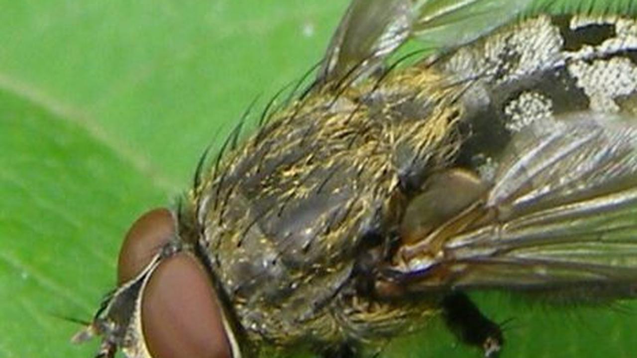 3. Kecenderungan Lalat Untuk Buang Air Besar Saat Mendarat<br>
