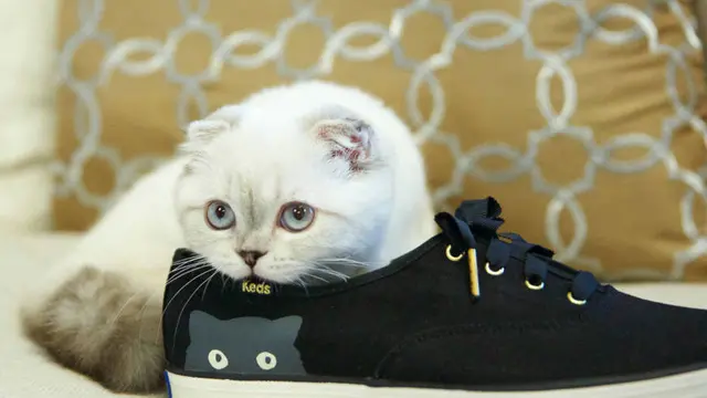 Kucing Taylor Swift jadi Hewan Terpopuler di Instagram 