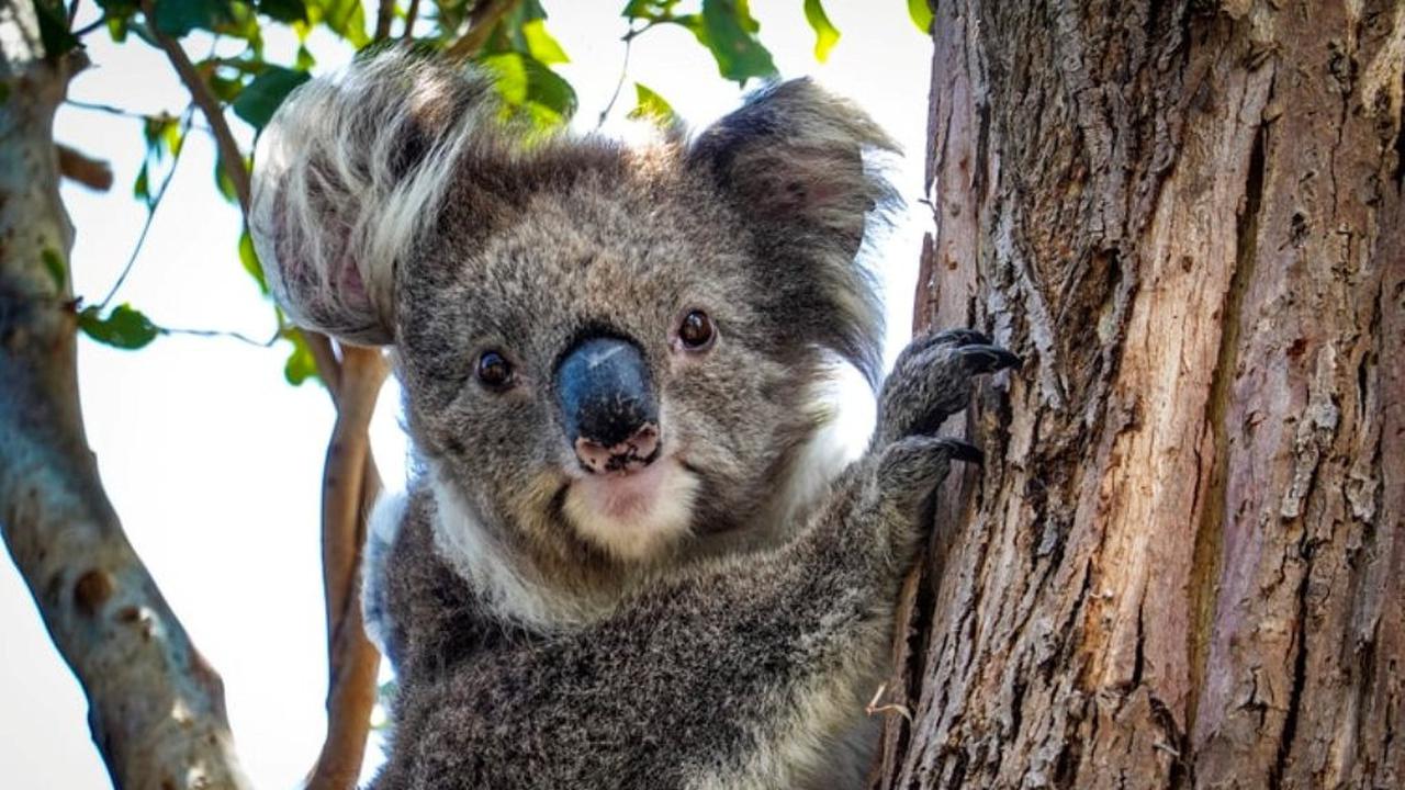 6 Alasan untuk Percaya Pola Makan Bisa Membawa Perubahan Kelestarian Hayati