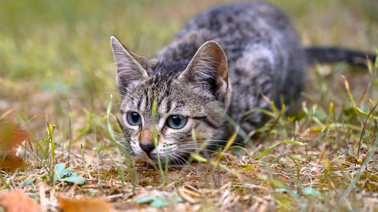 Catat! Cara Jitu Mengusir Kucing dari Rumah, Ramah Lingkungan Tak Pakai Bahan Kimia & Tanpa Kekerasan