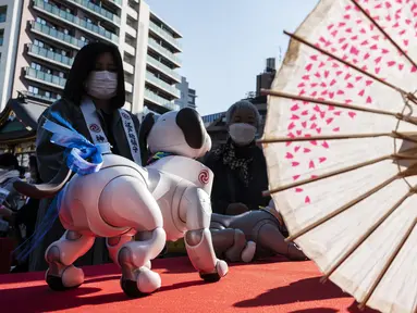 Pemilik robot anjing “aibo" (kiri) melihat hewan peliharaan saat dipajang menjelang upacara untuk menandai Festival Shichi-Go-San di Kuil Kanda Myojin, Tokyo, Jepang, Jumat (11/11/2022). Lebih dari 60 pemilik "aibo" menghadiri acara tradisional yang diadakan setiap tahun dengan mendoakan kesehatan yang baik di masa depan untuk anak perempuan berusia tiga dan tujuh tahun dan anak laki-laki berusia lima tahun. (Richard A. Brooks / AFP)