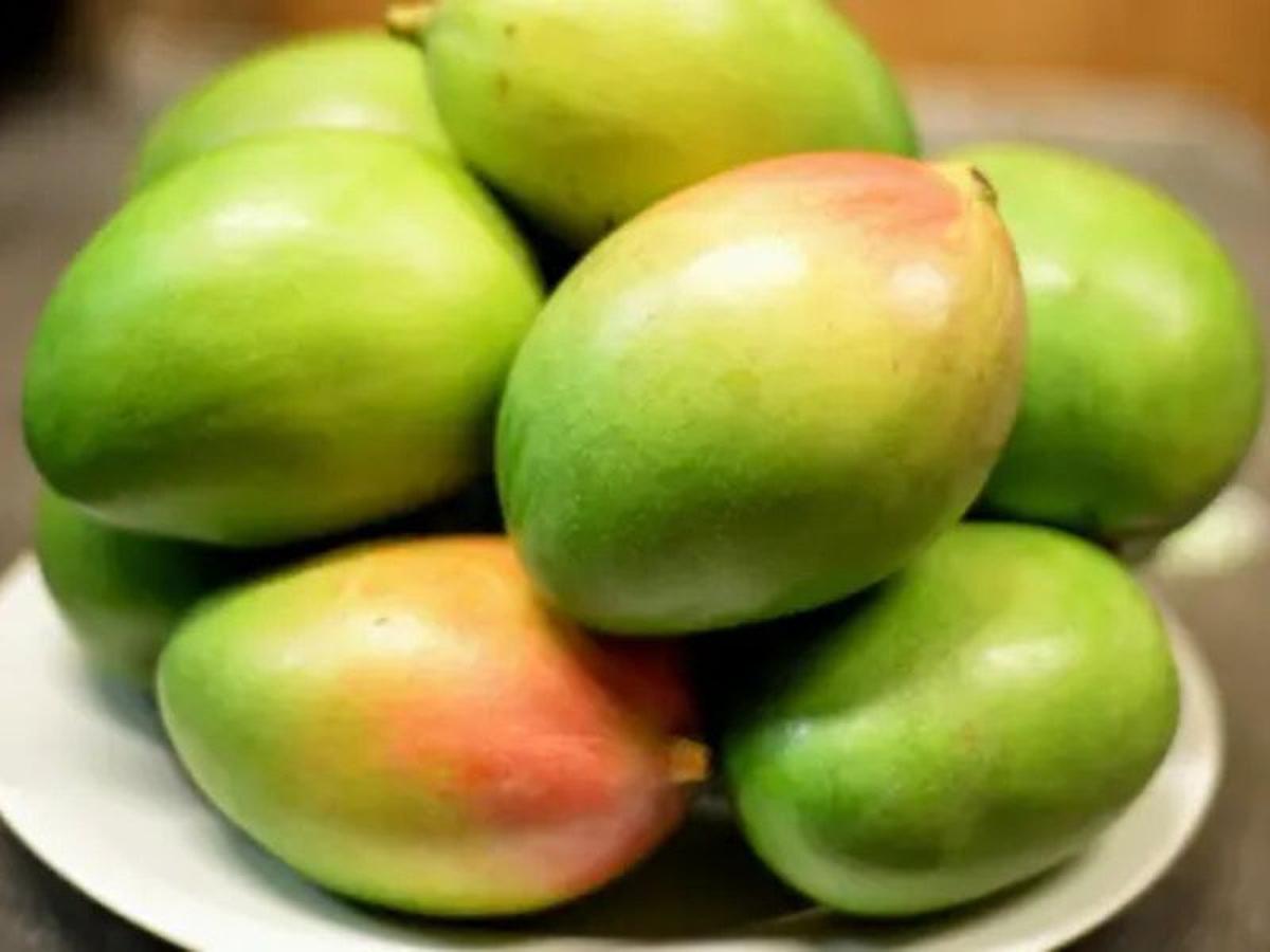 mangga muda