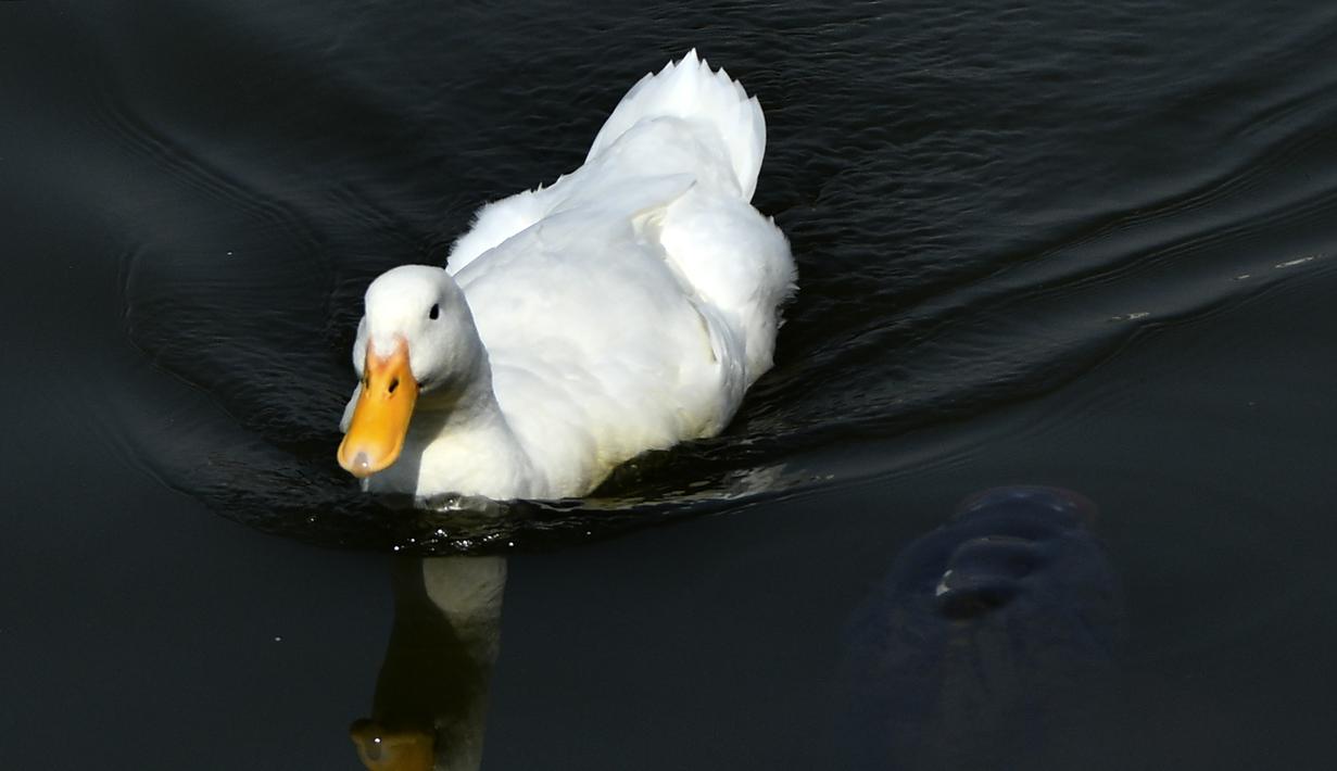 Seekor bebek berenang di perairan Danau Taudaha di pinggiran Kathmandu (18/1/2021).  Di musim dingin, ratusan burung air dapat dilihat di dalam dan sekitar danau. Danau Taudaha adalah salah satu tempat penting untuk mengamati burung. (AFP/Prakashh Mathema)