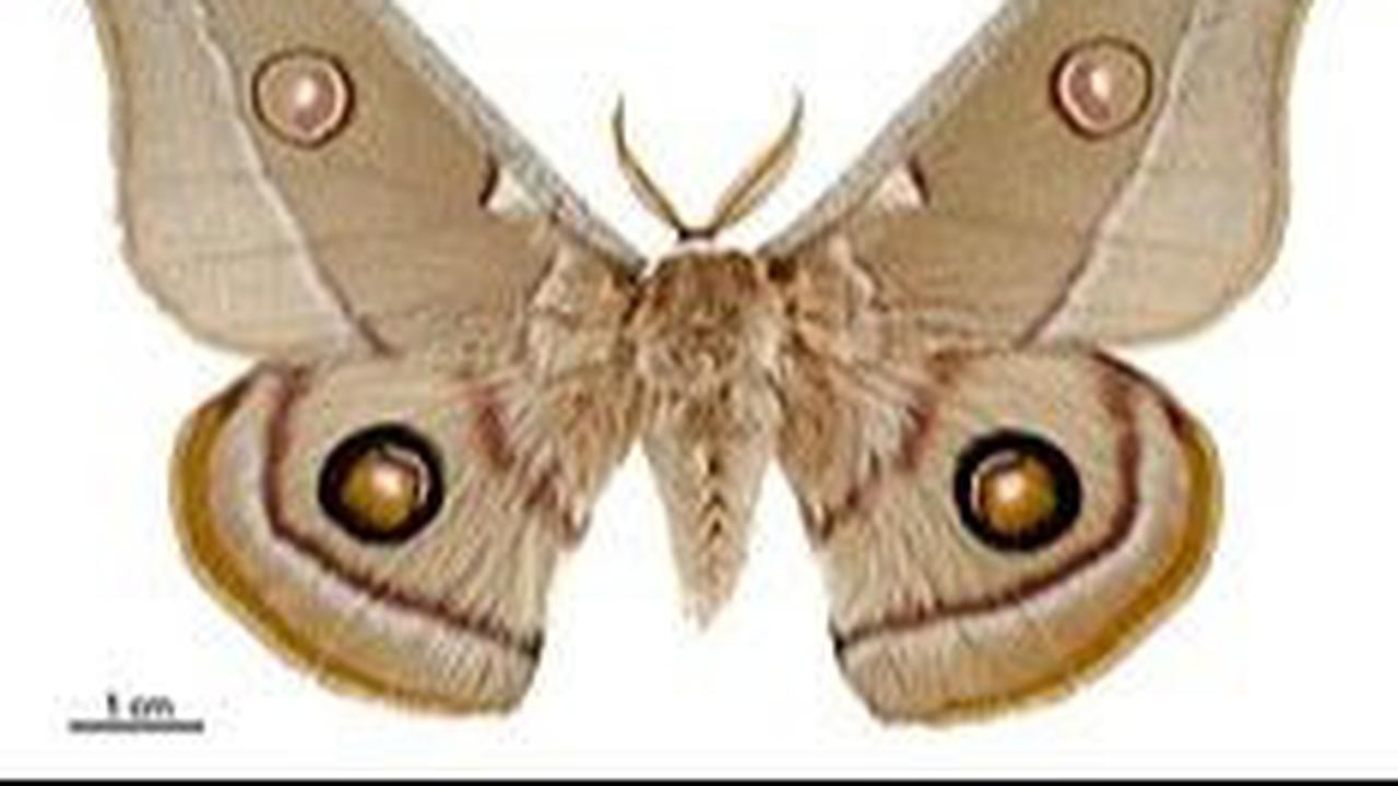 2. Ngengat Polifemus