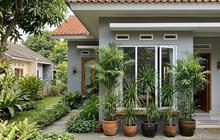 7 Cara Membuat Halaman Lebih Sejuk dengan Penempatan Tanaman, Solusi Praktis Atasi Rumah Gerah