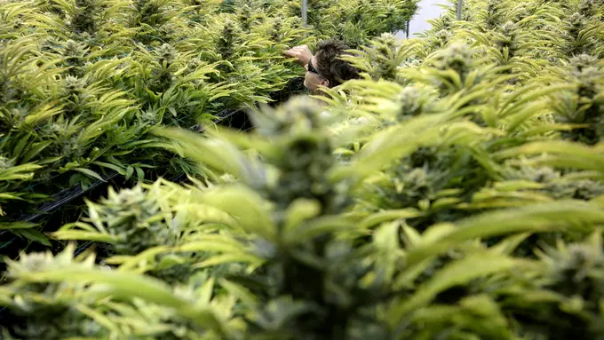 20160502-Wow, Kebun Ganja Tumbuh Subur Dekat Gedung Putih