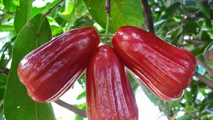 5 Manfaat Jambu Air untuk Kesehatan