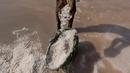 Seorang buruh mengumpulkan garam laut di daerah pesisir dekat Karachi, Pakistan, Sabtu (13/11/2021). Buruh memperoleh rata-rata 1.050 rupee Pakistan (US$ 6) per hari dari pekerjaan mereka untuk mencari nafkah bagi keluarga. (AP Photo/Fareed Khan)