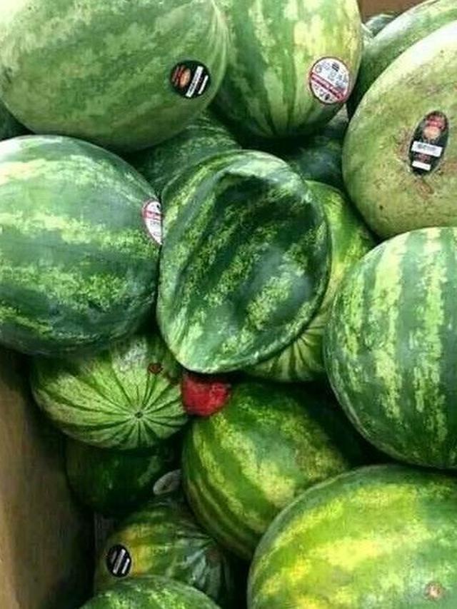 6 Momen Apes saat Mau Makan Semangka Ini Bikin Geregetan