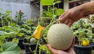 14 Cara Menanam Melon dalam Pot agar Buahnya Besar, Begini Perawatan yang Tepat