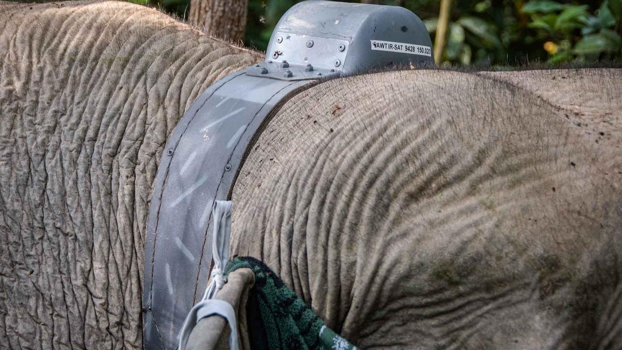 FOTO: Kalung GPS untuk Gajah Liar, Langkah Kecil untuk Menyelamatkan Gajah Sumatera