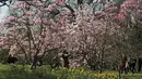 Para pengunjung menikmati bunga pohon magnolia di Kew Royal Botanic Gardens pada hari yang cerah di London (22/3/2021).  Kew Gardens telah dibuka satu tahun setelah penguncian terkait COVID-19 pertama di Inggris. (AP Photo/Frank Augstein)