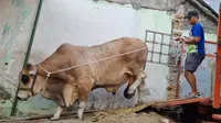 Berbobot 1,3 ton, sapi bernama Bawor akan disembelih di Kota Medan