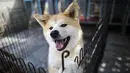 Seekor anjing Akita berada dalam kandang di pusat penampungan di Takasaki, Prefektur Gunma, Jepang (3/4). Anjing Akita ini adalah salah satu dari anjing trah Jepang. (AFP/Behrouz Mehri)