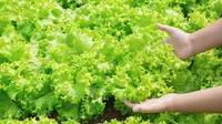 9 Sayuran Paling Cuan untuk Kebun Ibu-Ibu, Cepat Panen dan Mudah Dijual
