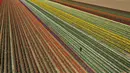 Pemandangan udara menunjukkan ladang tulip dekat Grevenbroich, Jerman barat, pada 23 April 2021. Memasuki bulan April menandai waktu bagi bunga-bunga untuk bermekaran di negara empat musim seperti Jerman. (INA FASSBENDER / AFP)