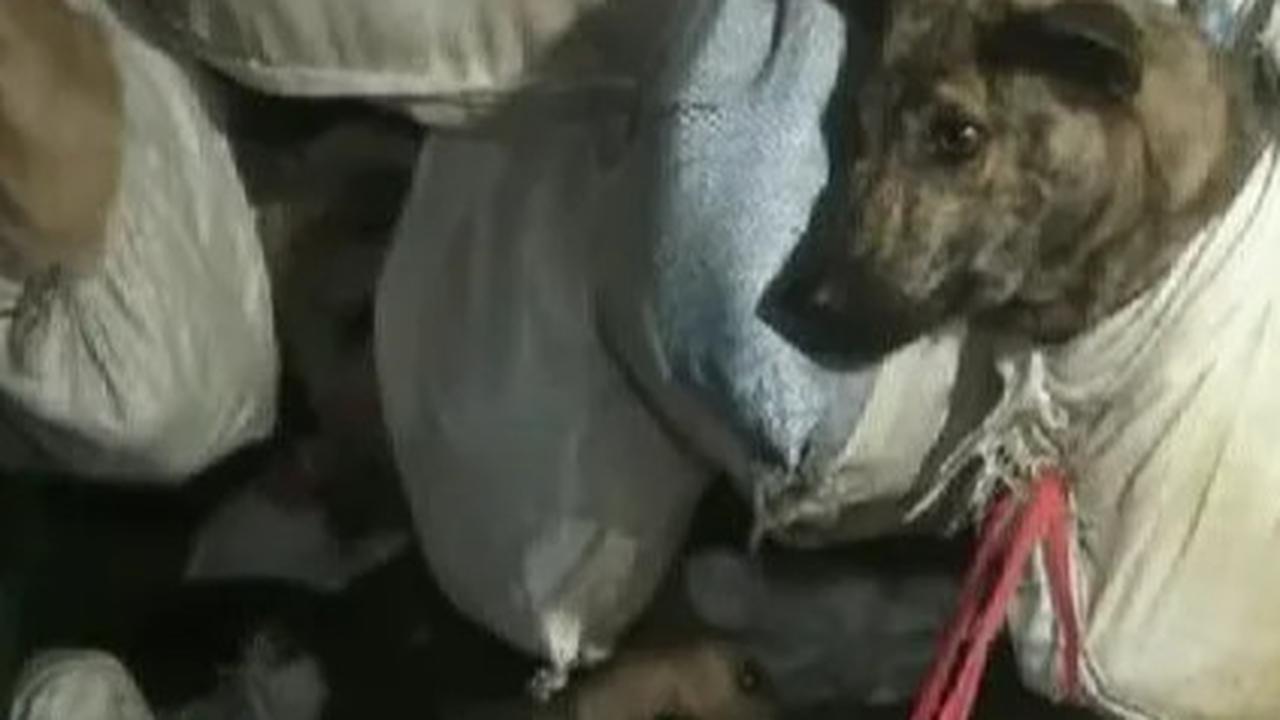 Penyelundupan Anjing ke Solo