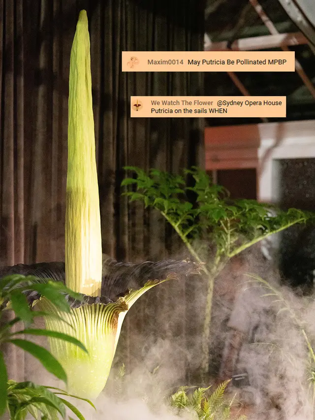 Warga Australia Rela Antre Demi Cium Aroma Bunga Bangkai yang Langka (Foto: Instagram @botanicsydney)