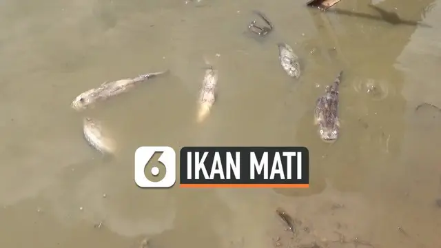 Ribuan ikan air tawar mati mendadak di Sungai Mawang, Gowa, Sulawesi Selatan. Diduga kematian ribuan ikan ini akibat terserang panyakit karena perubahan suhu.