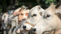 Ilustrasi hewan kurban (Istimewa)