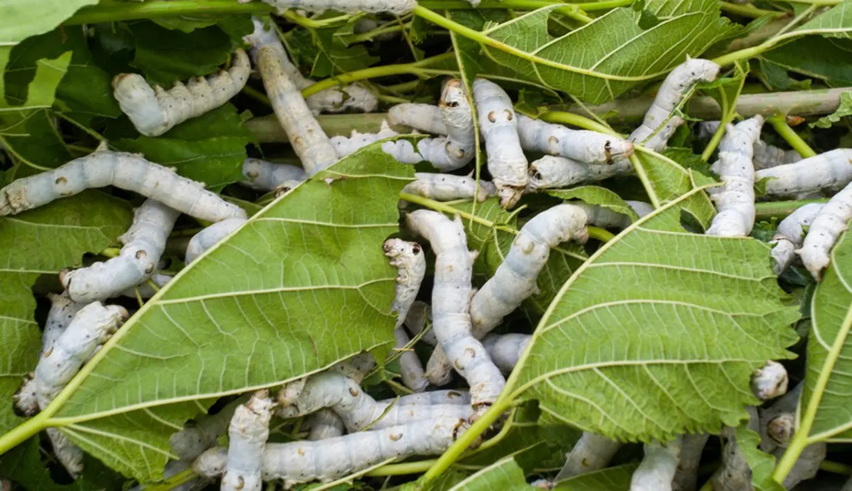 Gambar yang diambil pada 27 Oktober 2021 ini menunjukkan ulat sutra memakan daun murbei di peternakan ulat sutra di sebuah stasiun penelitian pertanian di Miaoli, Taiwan. Para ilmuwan di Taiwan mengembangkan makanan kucing dari bahan dasar yang agak tidak biasa - kepompong ulat sutra. (Sam Yeh/AFP)