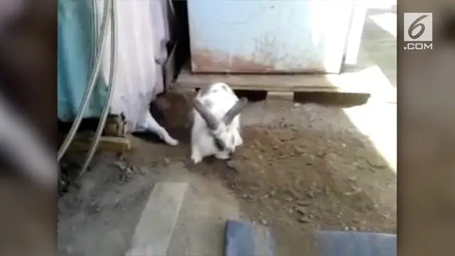 Seekor kelinci gemuk berusaha menyelamatkan seekor kucing yang terjebak di sebuah ruangan.