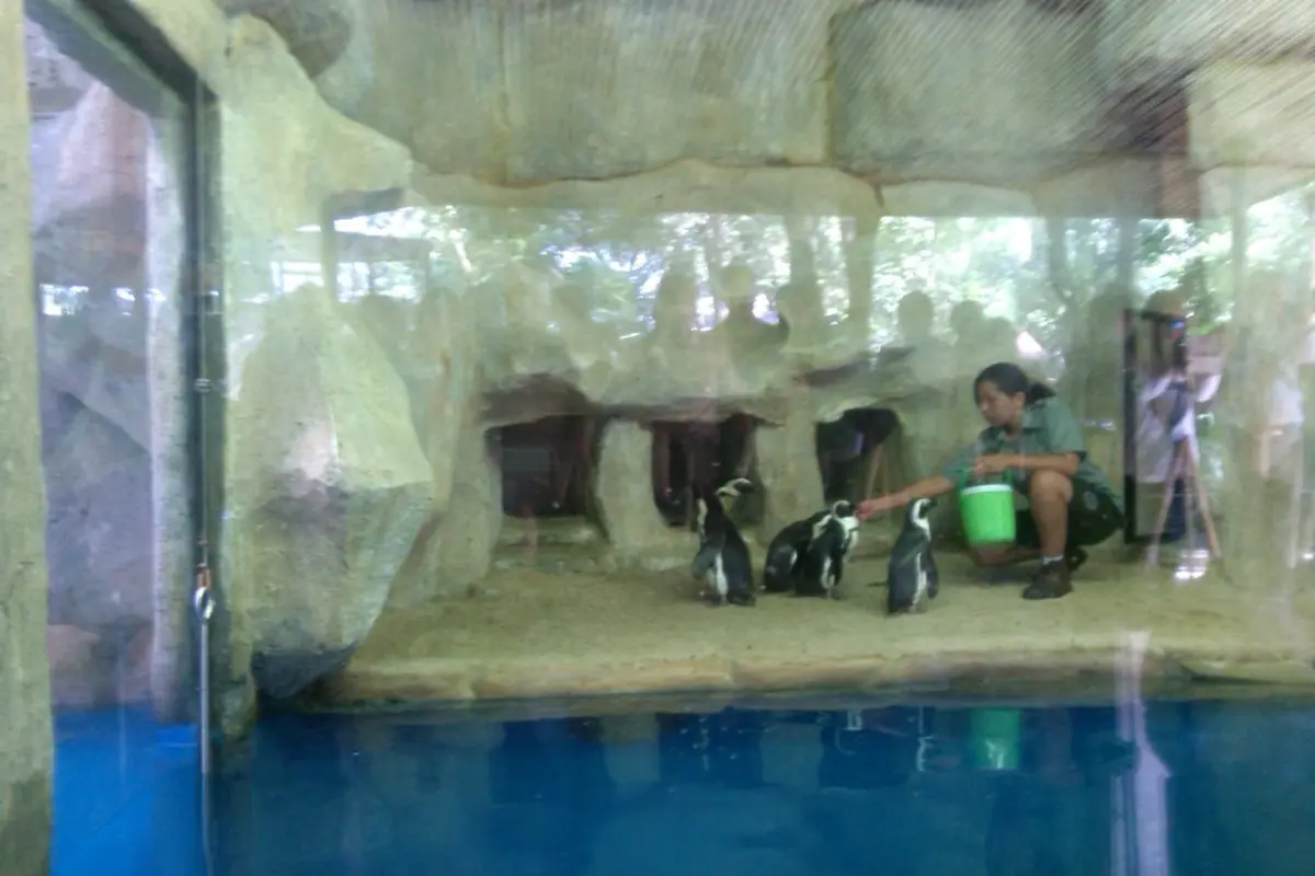 penguin