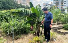 FOTO: Jadi Pertanda Buruk, Ini Penampakan Pohon Pisang yang Mulai Berbuah di Korea Selatan