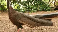Ilustrasi Burung Kuau Raja./ Wikimedia Commons