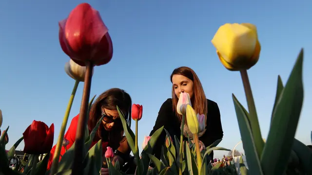 Taman Tulip di Italia