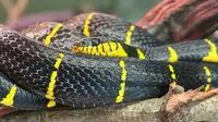 Ular Kuning Hitam Jenis Apa? Mengenal Ular Cincin Emas Si Cantik Berbisa