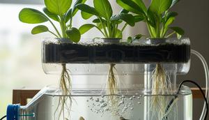 Membuat Aquaponik Galon dengan Kombinasi Lele dan Pakcoy (Gemini AI)