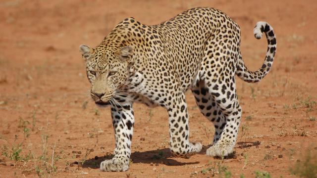 Predasi Adalah Pemangsaan, Pahami dari Pengertian dan Contohnya