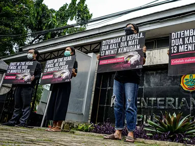 Aktivis dari PETA melakukan aksi mengecam pemotongan sapi di depan Kementerian Pertanian, Jakarta, Kamis (11/11/2021). Mereka meminta publik menjadi vegan dengan menolak mengkonsumsi daging sapi karena menemukan kejanggalan beberapa rumah potong hewan (RPH) di Indonesia. (Liputan6.com/Faizal Fanani)