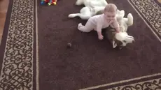 Siberian husky bermain dengan bayi.