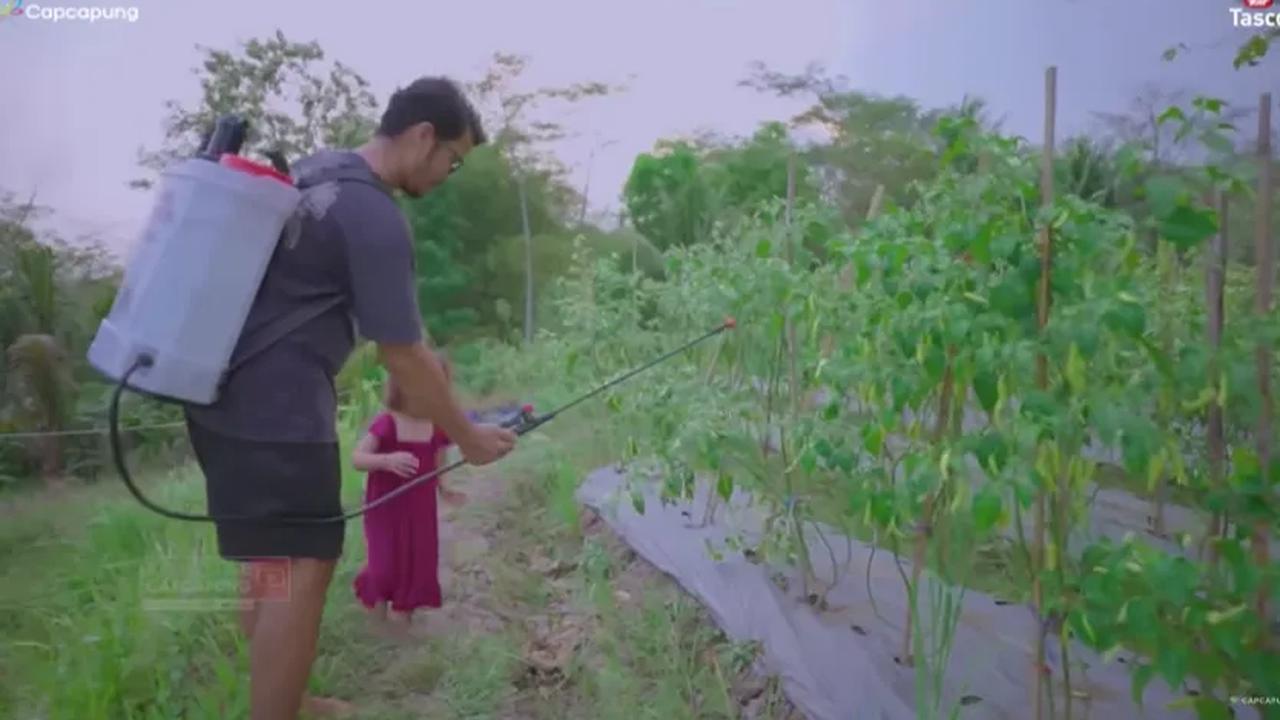 Punya Berbagai Lahan Pertanian Organik <br>