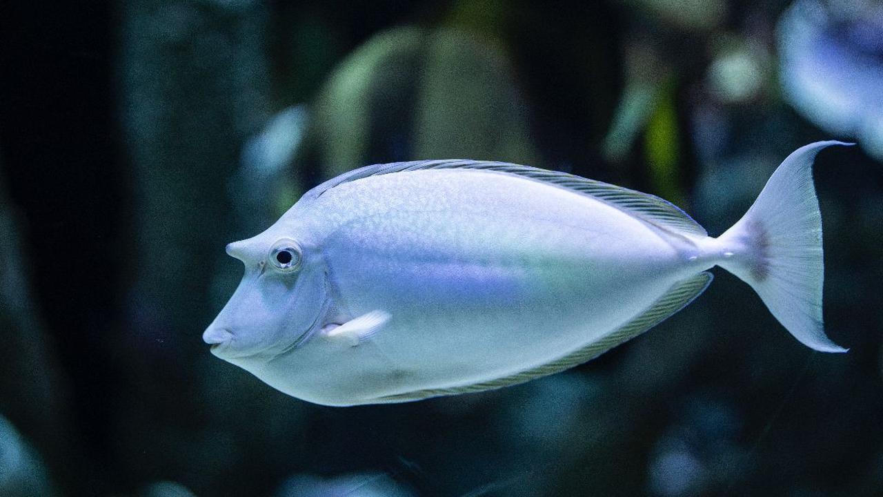 Kata-kata tentang Ikan yang Lucu