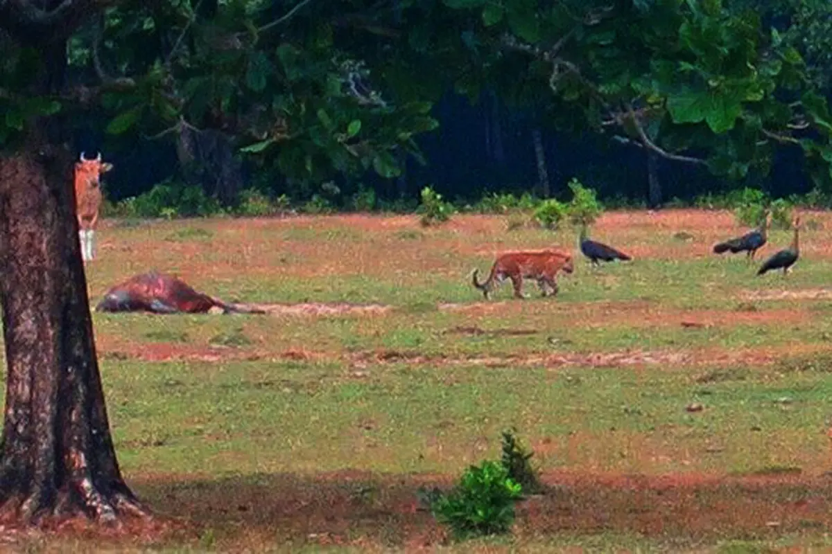 Harimau Jawa