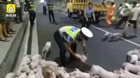 Ricuh Tapi Kocak, Aksi Polisi Tangkap 200 Babi Kabur di Jalanan