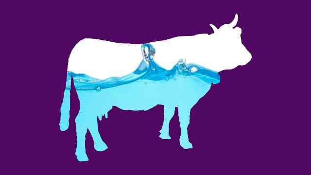 970 Gambar Ilustrasi Hewan Sapi HD Terbaik