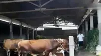 VIDEO: Peternak Protes Kebijakan Pemerintah Impor Daging Sapi