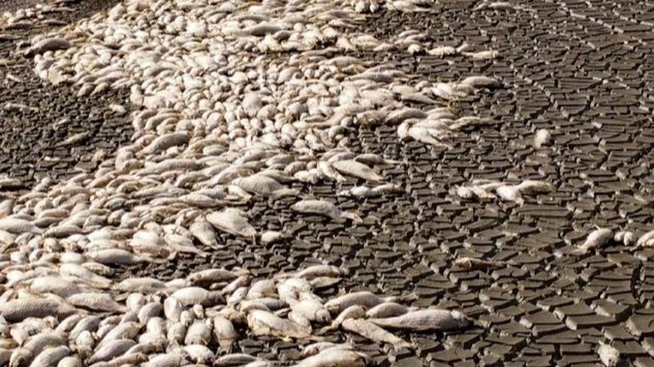 Kondisi tersebut menyebabkan Laguna Bustilos surut secara drastis. Ribuan ikan di danau tersebut ditemukan mati.&nbsp;Foto: Alex Arzaga/AFP
