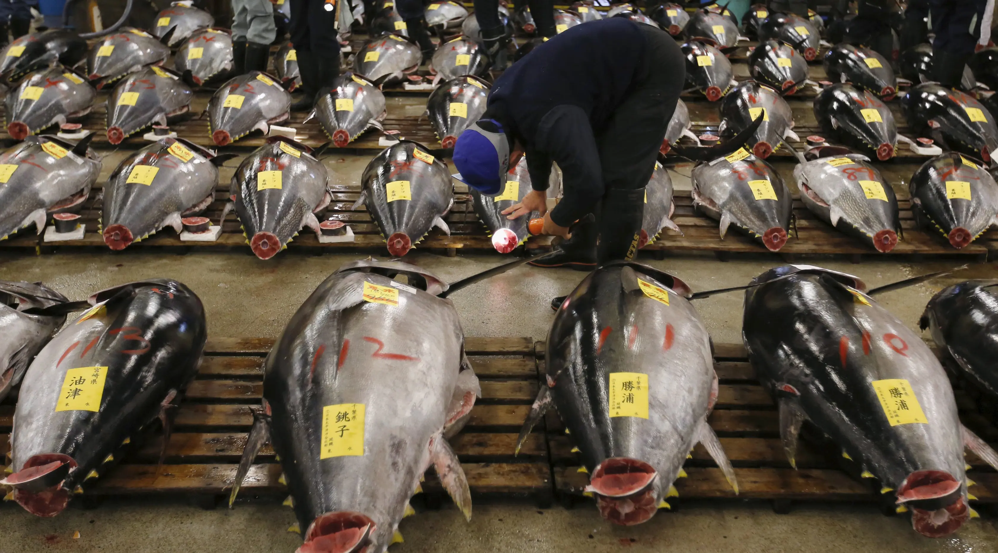 Karyawan toko memeriksa kualitas dari tuna segar yang berada di pasar ikan Tsukiji sebelum lelang Tahun Baru di Tokyo, Jepang, Selasa (5/1).  Pada 2013, Kimura mendapatkan tuna sirip biru seberat 222 kg dengan harga Rp 17,3 miliar. (REUTERS/Toru Hanai)