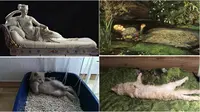 Potret lucu kucing peragakan gaya karya seni terkenal. (sumber: Facebook/Olga Marta Andrynowska/Traci VanDivner via Bored Panda)