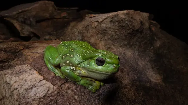 Katak Berubah Warna