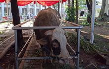 Daging Kurban di Masjid Istiqlal Dikemas 10.728 Paket per Kilogram