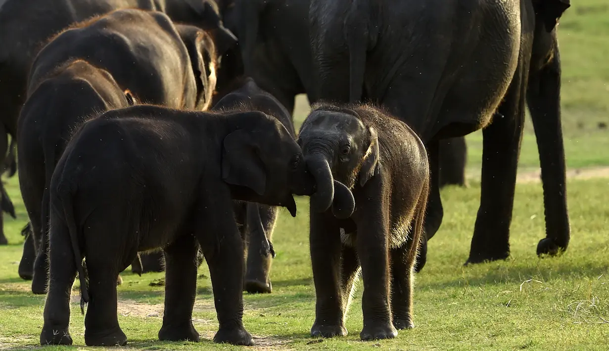 Dalam foto yang diambil pada 30 Juli 2018, bayi gajah Sri Lanka bermain di taman nasional Kaudulla, Habarana. Gajah sri lanka adalah salah satu dari tiga subspesies gajah asia. (AFP PHOTO/ISHARA S. KODIKARA)