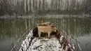 Pihak berwenang setempat membawa rakit sungai berpagar agar hewan-hewan tersebut aman selama pengangkutan. (AP Photo/Darko Vojinovic)