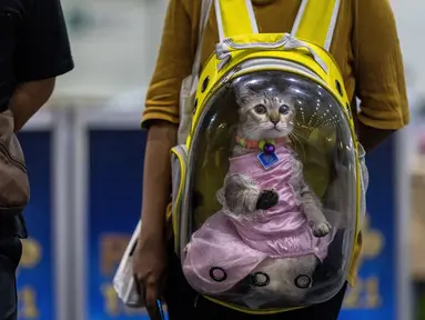 Seekor kucing yang mengenakan gaun digendong dengan ransel transparan di Pet Expo Thailand 2021 tahunan di Bangkok (25/11/2021). Pet Expo Thailand 2021 diselenggarakan dari 25-28 November 2021 mulai pukul 10.00-20.00. (AFP/Jack Taylor)